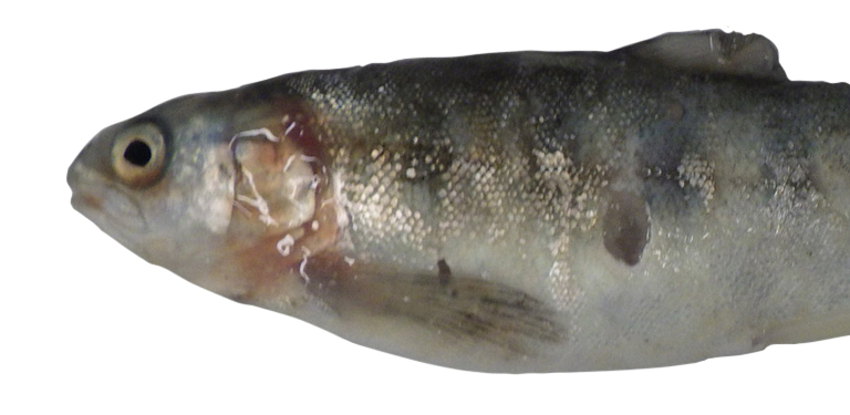 A newly smolted Atlantic salmon, euthanized during SRS challenge, exhibiting a cutaneous skin lesion on left flank. 