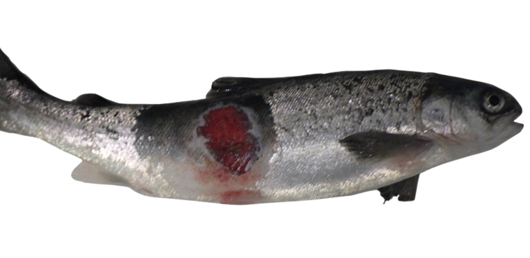 Atlantic salmon exhibiting classical manifestation of winter ulcer disease, with a large ulcerative lesion on the right flank.