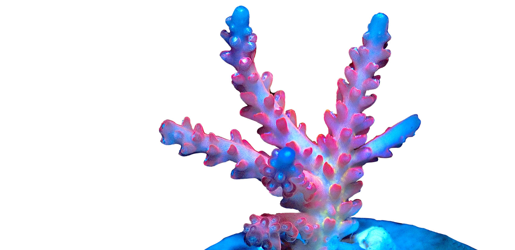 Coral - CAT-Center for Aquaculture Technologies