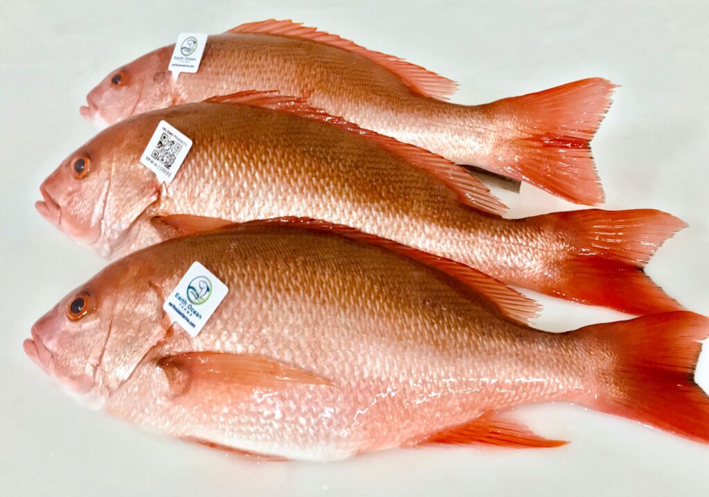 Genetic improvement for Pacific Red Snapper