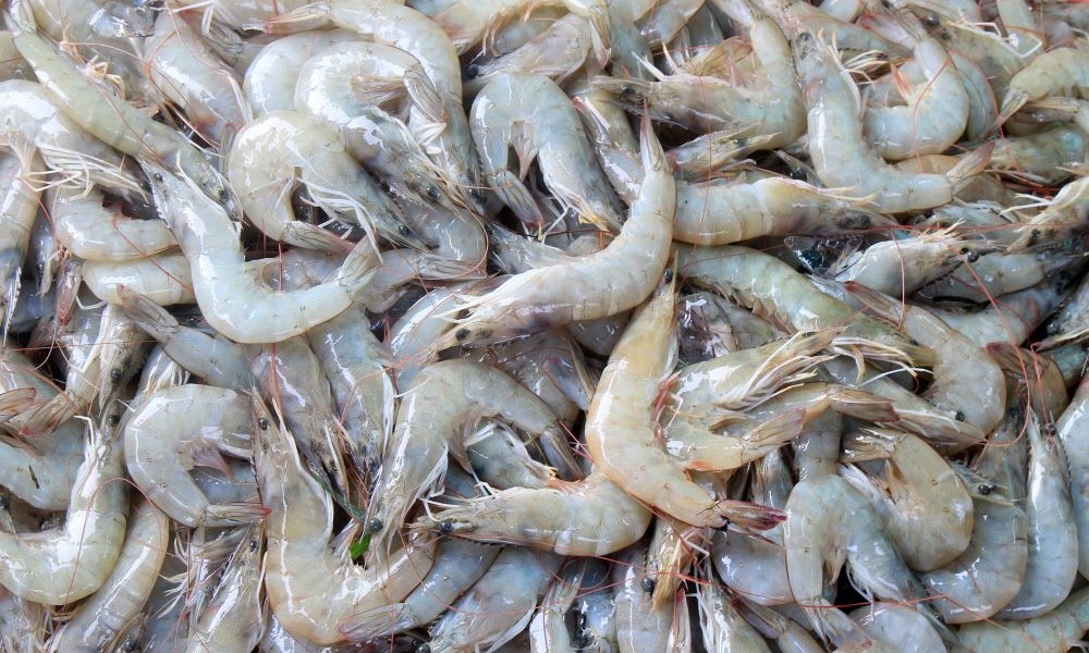 Whiteleg-shrimp