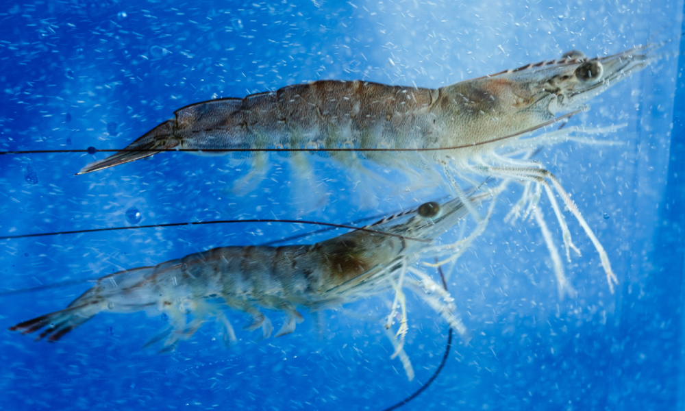 Shrimp Genetic Improvement Center