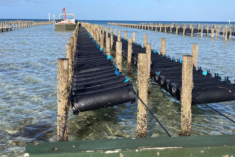 Australian Seafood Industries (ASI)©