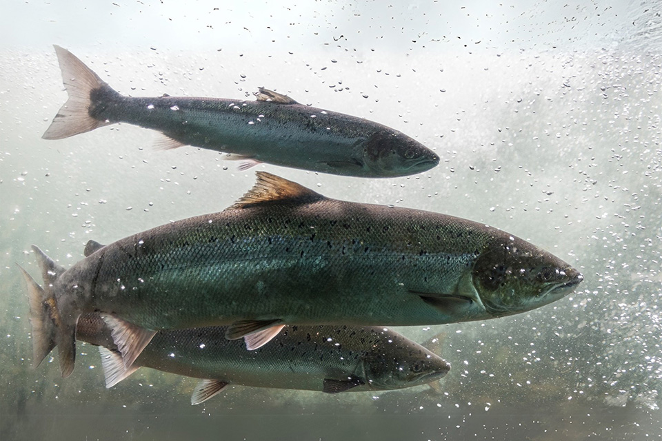 Atlantic Salmon