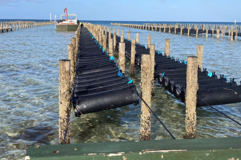 Integrating Genomic Selection into Pacific Oyster Breeding Program