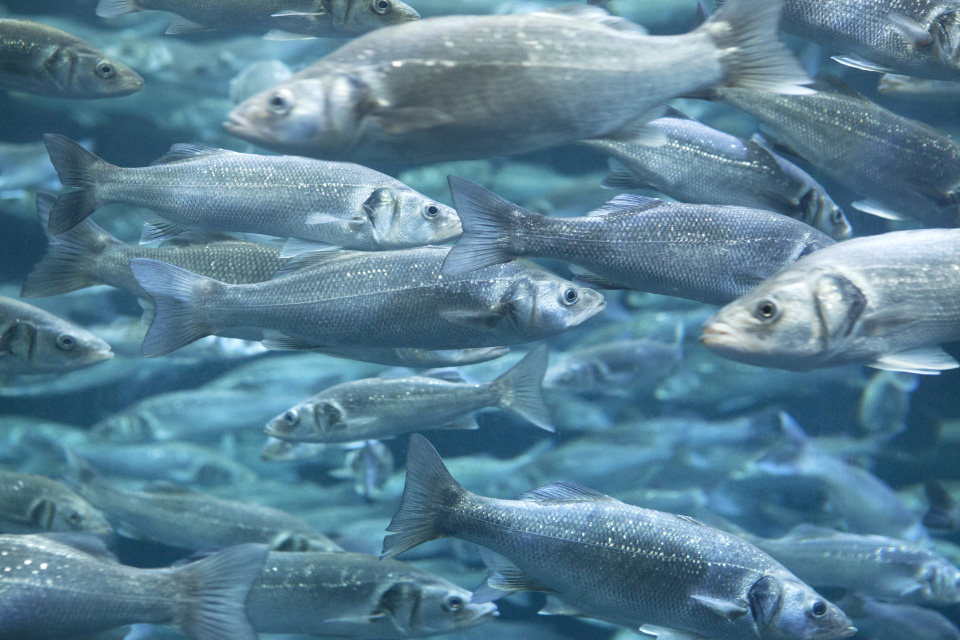 Fast-tracking aquaculture’s next generation