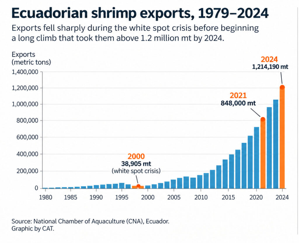 Ecuadorian Shrimp Exports Surge 2024