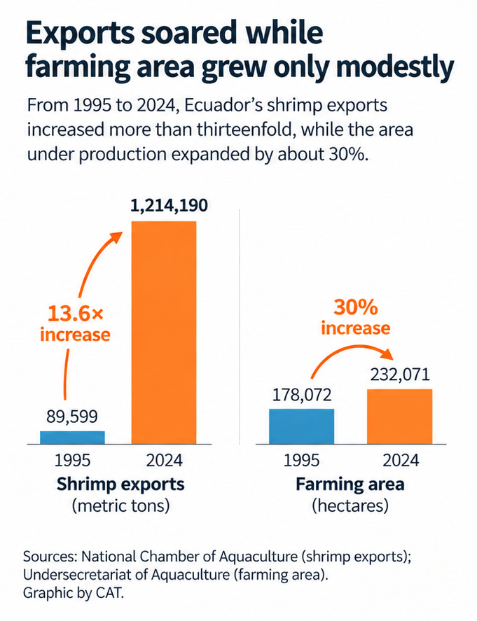Ecuadorian shrimp exports more than 13 times the volume exported in 1995
